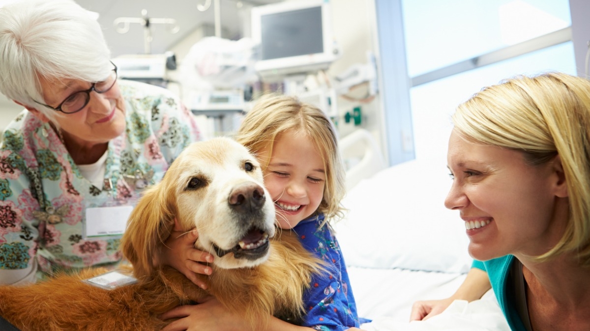 La chienne de thérapie de cet homme fait des miracles auprès des personnes malades