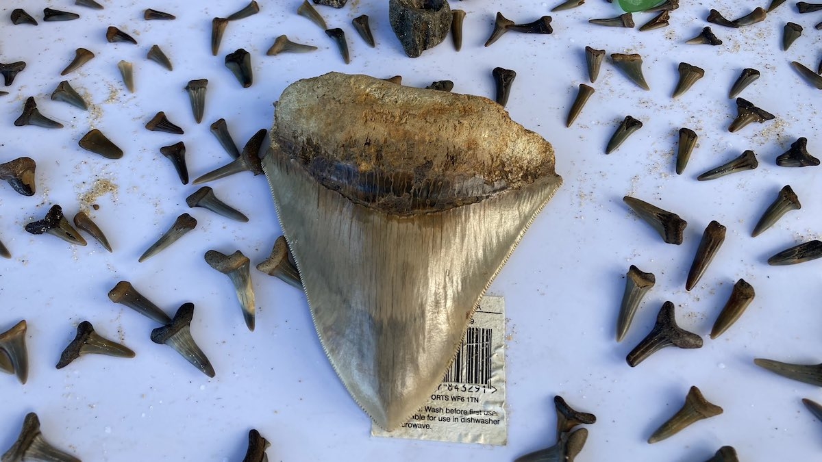 Une dent de mégalodon, datant de plusieurs millions d'années, trouvée intacte par un adolescent	