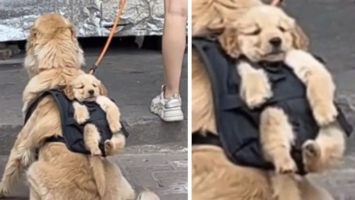 Cette vidéo montrant un golden retriever porter un chiot dans un sac à dos fait fondre la toile 