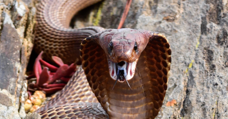 En plein vol, un pilote d'avion découvre un cobra caché sous son siège