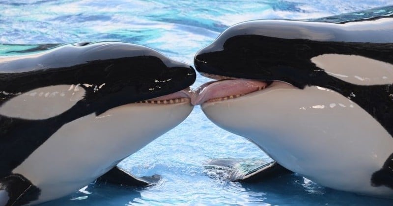 Des chercheurs révèlent que les orques sont capables d'imiter le langage humain !