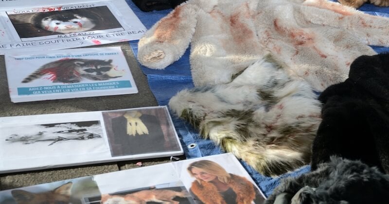 La Fondation Bardot récolte 500 000 signatures pour sa campagne en faveur d'un référendum contre la maltraitance animale