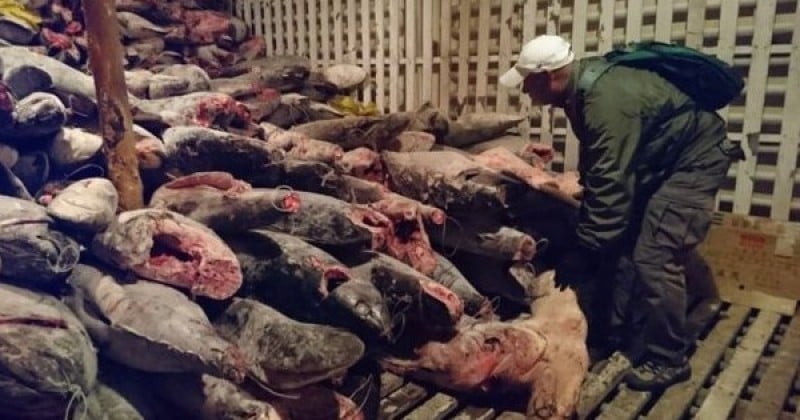 L'armée équatorienne capture un bateau de pêche chinois contenant plusieurs milliers de cadavres de requins protégés