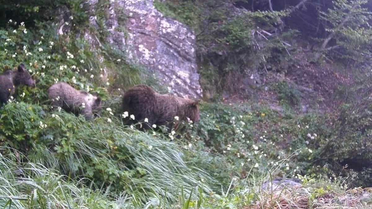 Une femelle ourse et ses deux petits filmés en balade dans les Pyrénées espagnoles