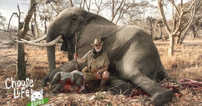 « Choisir la vie » : la campagne qui parodie les photos-trophées des chasseurs des safaris, pour mieux les dénoncer