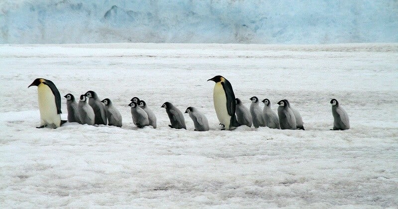 Onze nouvelles colonies de manchots empereurs ont été découvertes en Antarctique
