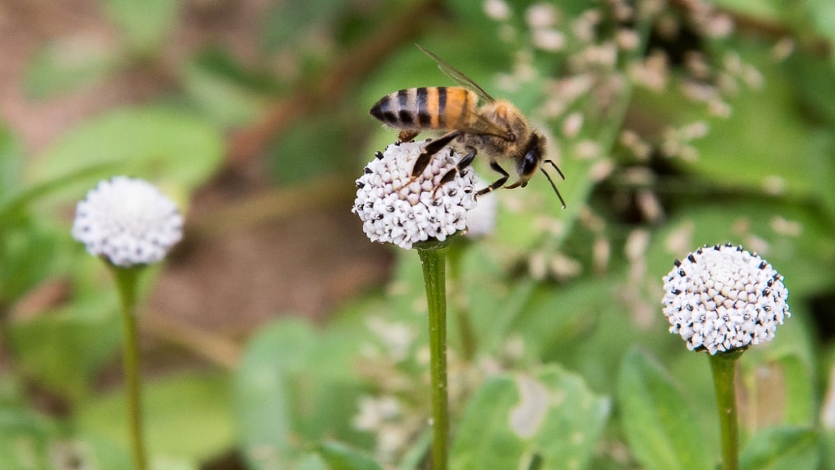 Un groupe de 37 touristes attaqué par des abeilles tueuses sur une plage