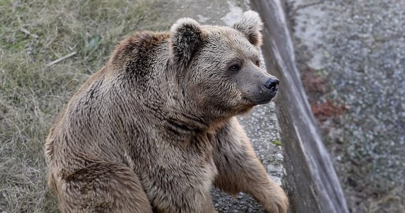 Après 13 ans de captivité et de maltraitance, les derniers occupants d'un zoo vont rejoindre un sanctuaire	