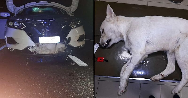 Italie : ce chien miraculé a survécu à une collision avec une voiture roulant à 130 km/h