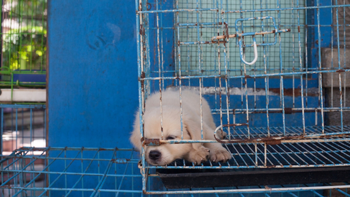 En Indonésie, ce marché ne peut plus vendre de la viande canine et féline grâce à cet accord historique 