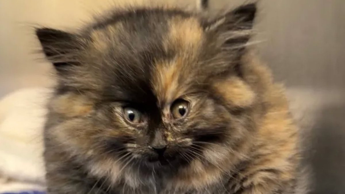 Zoe, la femelle chaton gonflée comme un ballon 