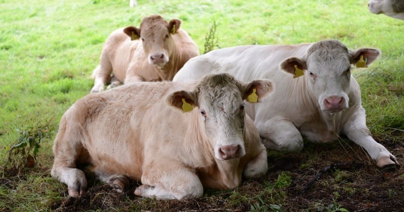 Cette éleveuse a décidé de pratiquer l'abattage mobile : un abattage qui « se déroule dans le plus grand respect de l'animal, dans le propre, sans odeur »