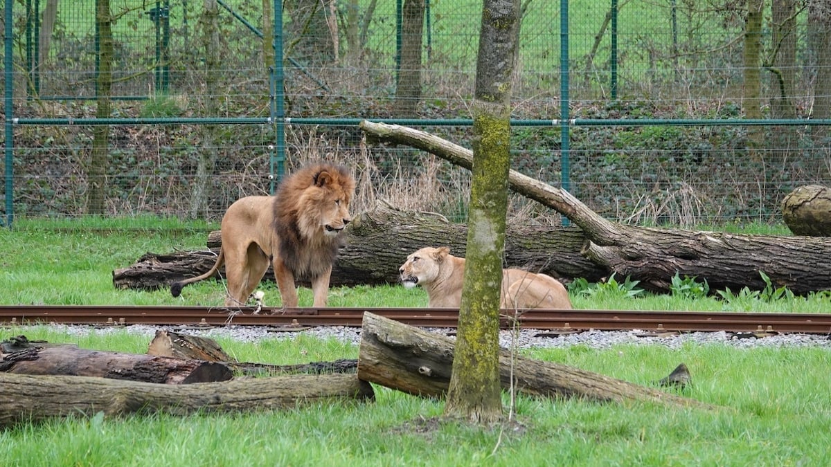 Belgique : un lion attaque et tue une lionne sous les yeux des soignants impuissants