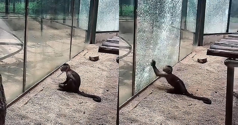 Un singe a réussi à briser la vitre de sa cage en utilisant une pierre aiguisée
