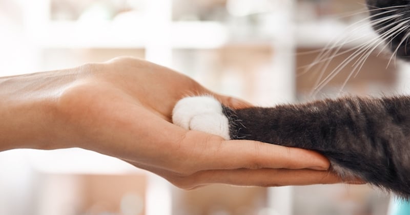 Un chat retrouve le chemin de sa maison deux ans après sa disparition 