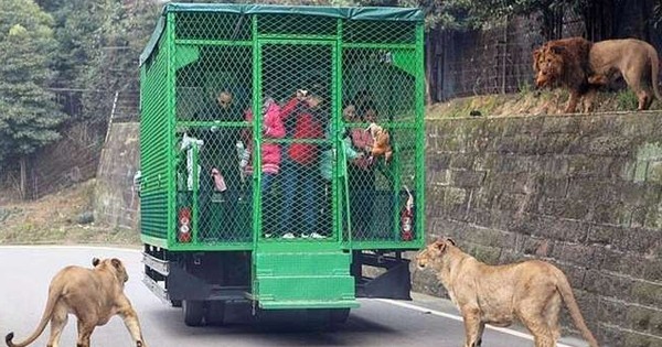 Découvrez le zoo le plus effrayant du monde où ce sont les humains qui sont en cage et les animaux en liberté... Frissons garantis !