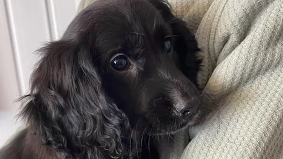 Cette chienne au pelage noir a été abandonnée à cause de sa particularité physique 