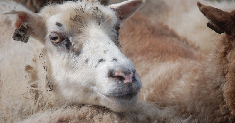 Une vidéo dévoilée par l'association Animals Australia montre l'agonie de près de 2 400 moutons sur un bateau de transit 