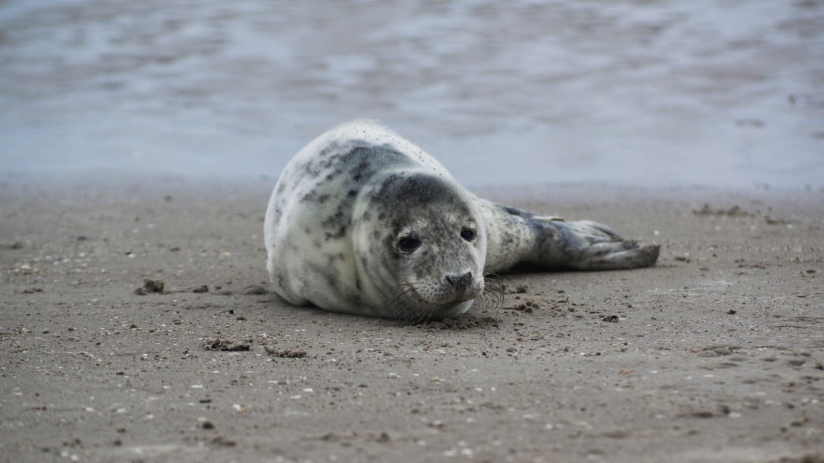 Un jeune phoque s'échoue sur une plage du Finistère, un phénomène de plus en plus fréquent