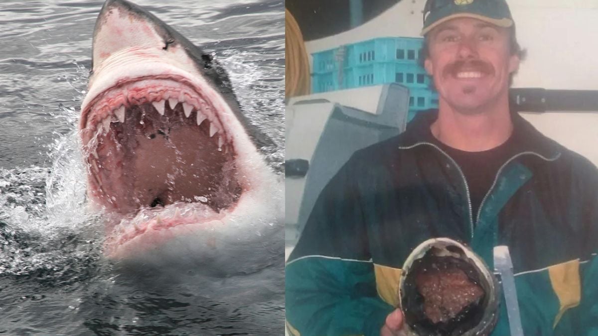 «Mon corps était dans sa bouche» : dévoré vivant par un requin blanc, il raconte cet évènement terrifiant 