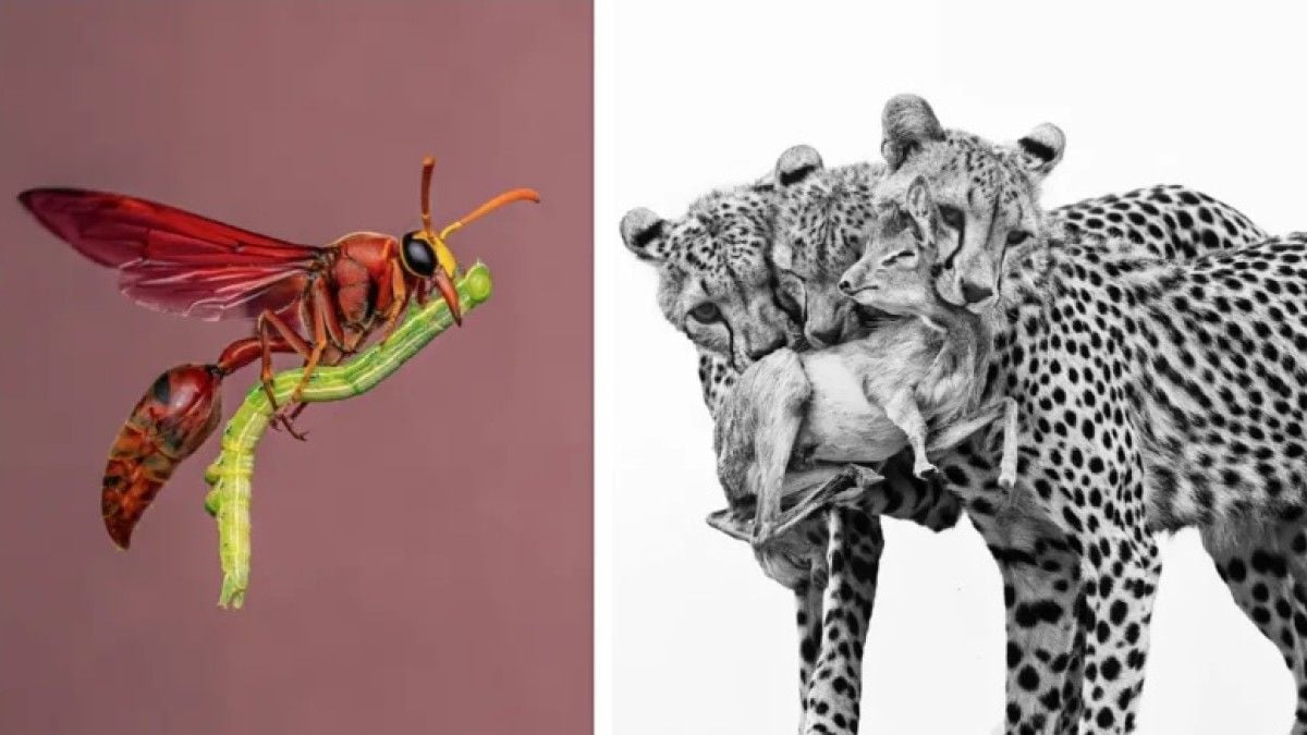 Voici les 15 plus beaux clichés du prestigieux concours de photos animalières 2025