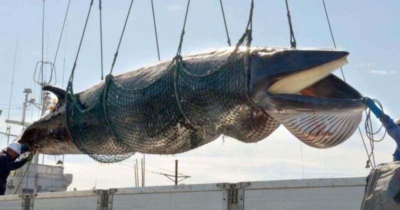 C'est officiel, le Japon reprend la chasse commerciale à la baleine
