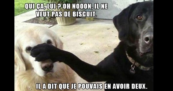 27 photos qui prouvent que les chiens sont des animaux complètement fous !