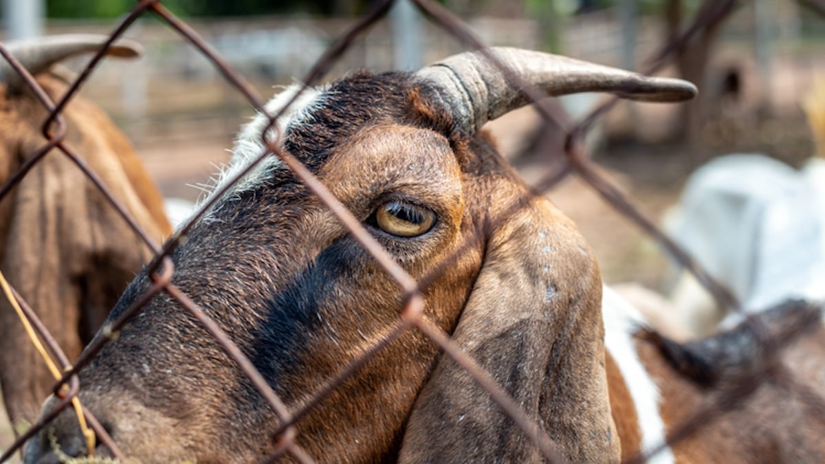 Interpellé ivre avec sa chèvre, il passe la nuit en cellule avec son animal