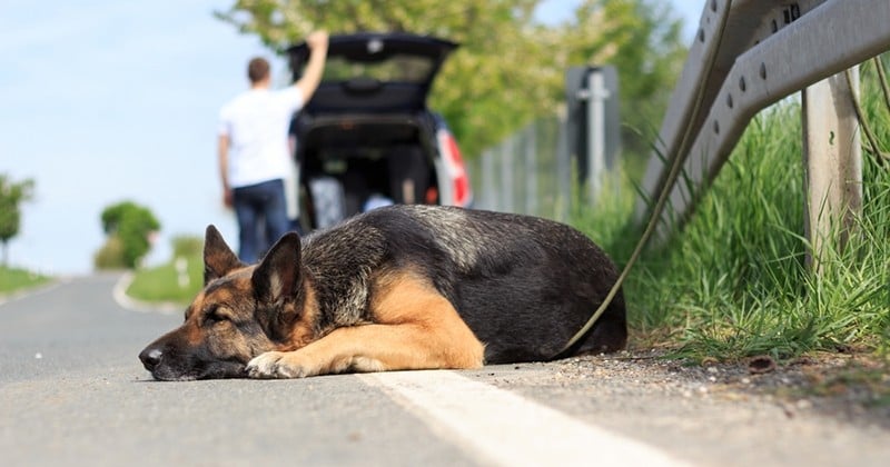 Depuis le début de l'été, plus de 8 000 animaux ont été abandonnés par leurs propriétaires en France