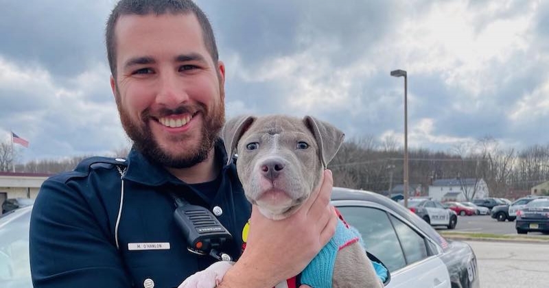 Un policier américain sauve un chiot blessé et lui offre un abri pour la vie 