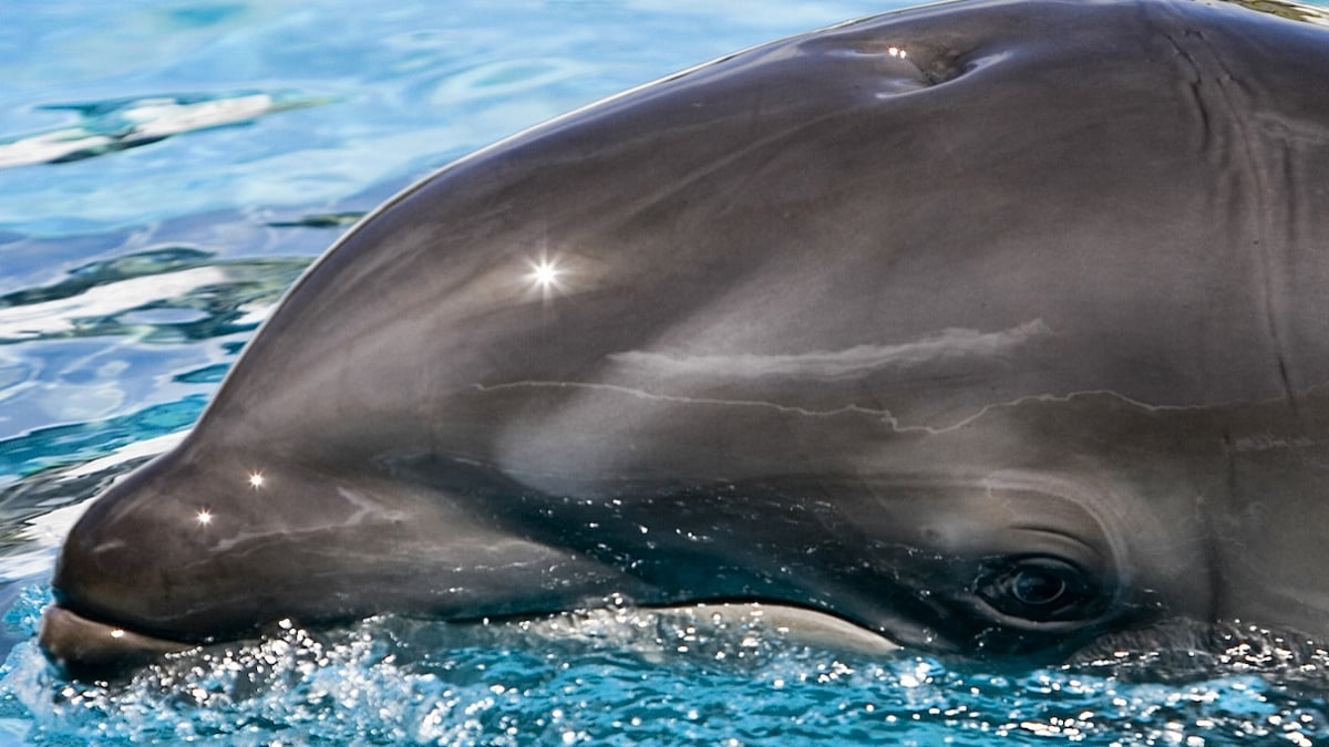 Le wholphin, un animal marin hybride rare issu d'une orque et d'un dauphin 