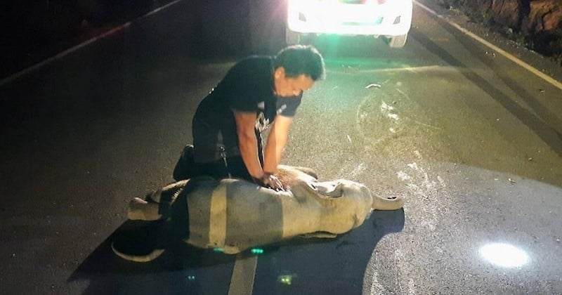 Thaïlande : un secouriste sauve un éléphanteau en lui faisant un massage cardiaque