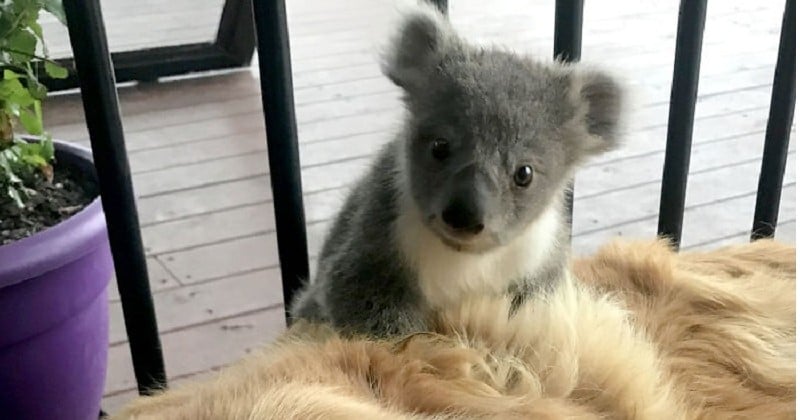 Un golden retriever surprend sa maîtresse avec un bébé koala agrippé sur dos