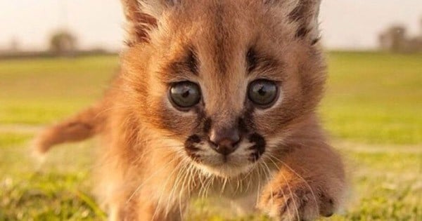 Vous allez sans aucun doute craquer devant le caracal, ce superbe chat sauvage, probablement le plus beau du monde