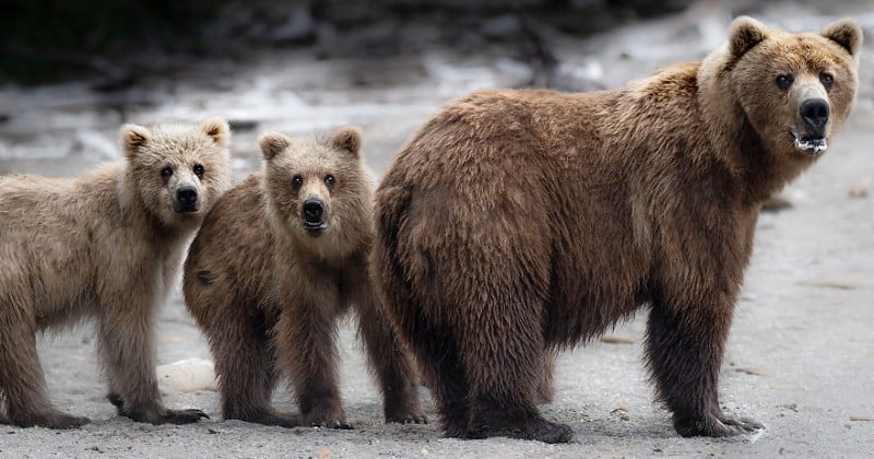 Passionnée d'animaux, elle parcourt le continent nord-américain et en rapporte des photos magnifiques