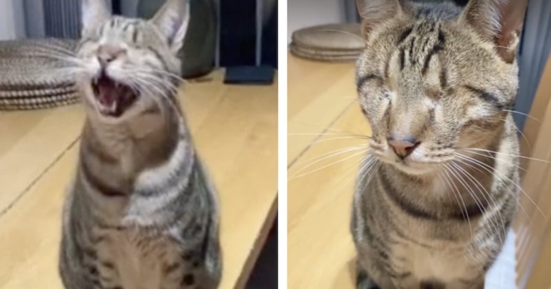 Cette vidéo montrant un chat aveugle en train de miauler pour une raison adorable cartonne sur TikTok 