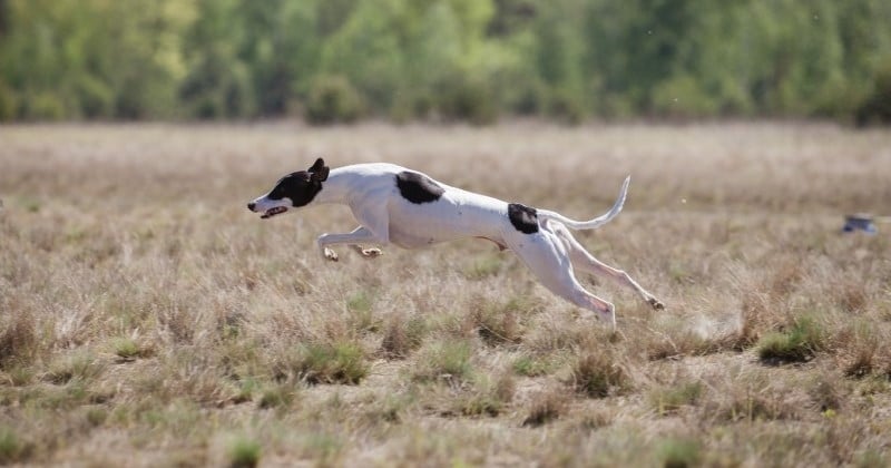 Top 5 des races de chiens les plus rapides au monde 