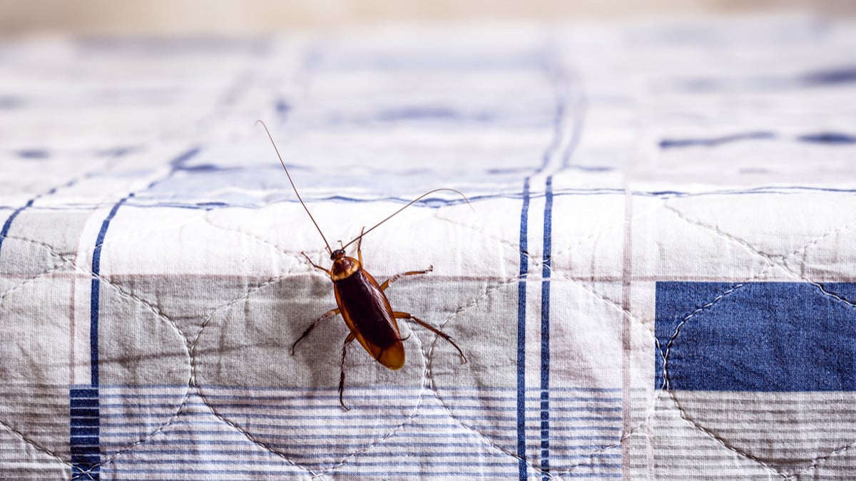 Cette astuce simple et naturelle est redoutable pour se débarrasser des cafards 