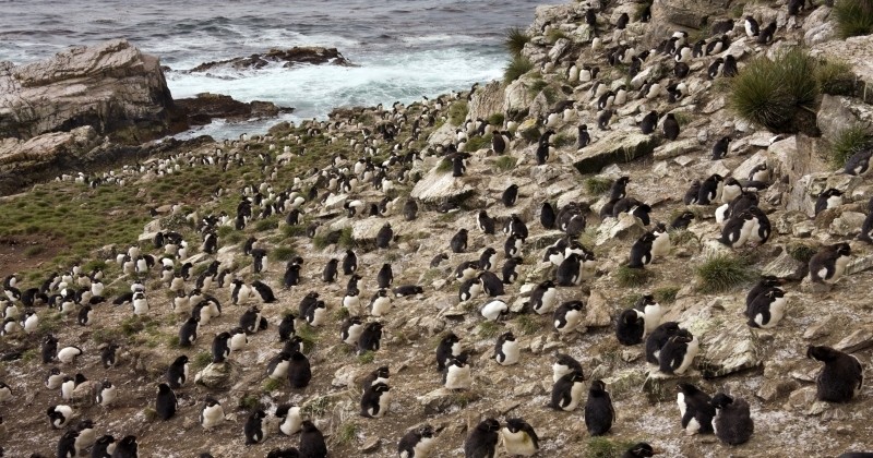 Cette île des Malouines est à vendre...avec ses pingouins ! 
