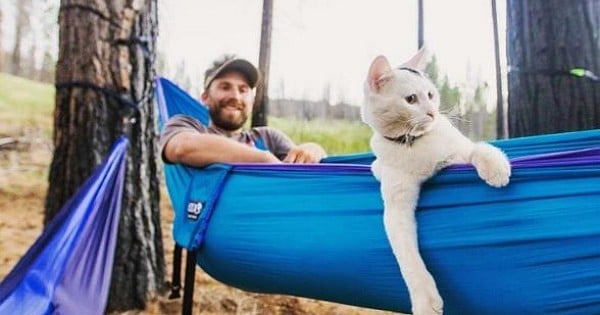  21 photos de personnes qui partent en camping avec leurs chats... Absolument génial !