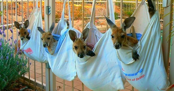 Leurs mamans ont été tuées par des voitures, mais ces kangourous orphelins ont pu être sauvés et chouchoutés ! Ça fait vraiment chaud au cœur...