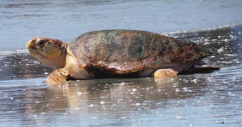 Ponte exceptionnelle d'une tortue caouanne sur une plage de Marseillan, dans l'Hérault 