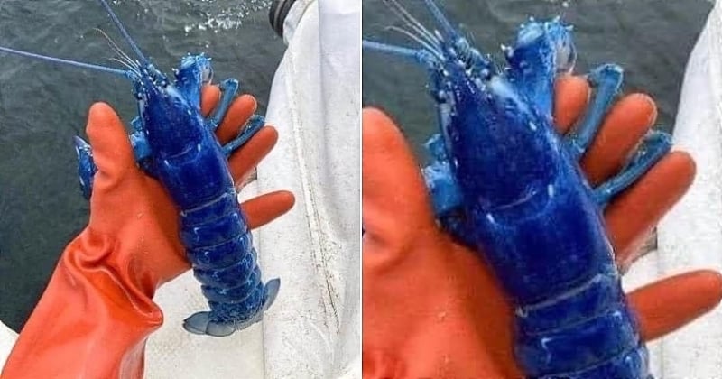 États-Unis : un pêcheur découvre un rarissime homard bleu électrique en remontant ses filets