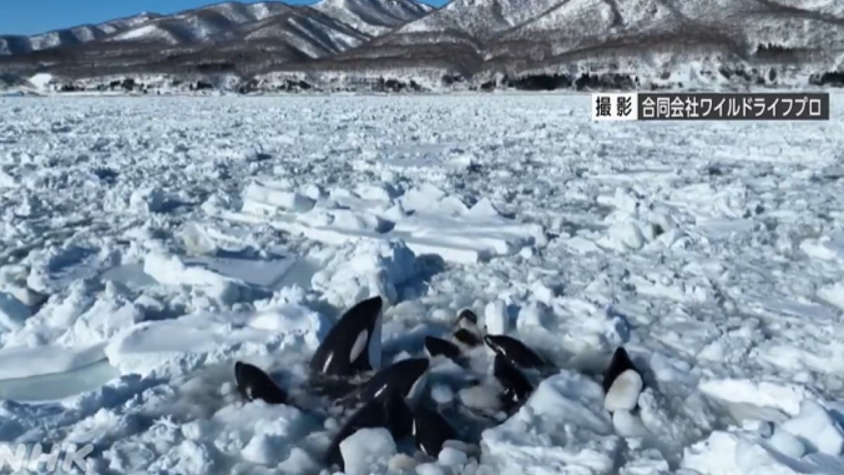 VIDÉO - Emprisonnées dans la glace, 10 orques luttent pour survivre au Japon et personne ne peut les sauver