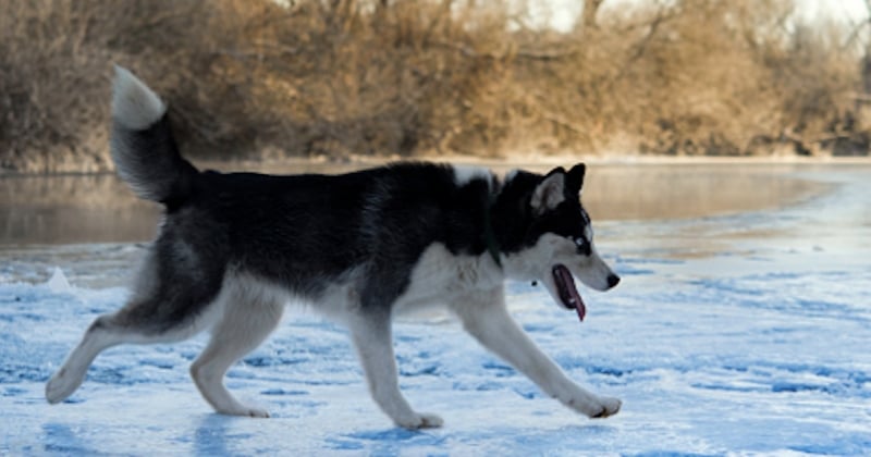 « C'était une sensation formidable » : cette femme s'est vantée d'avoir abattu un husky sibérien qu'elle prenait pour un loup