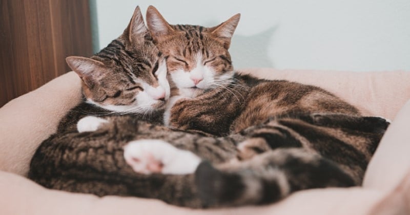 Les chats peuvent-ils tomber amoureux ? 