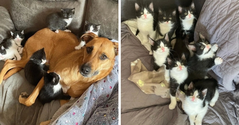 Une chatte reçoit l'aide d'une adorable chienne pour élever ses 7 chatons pendant qu'elle apprend à faire confiance aux humains