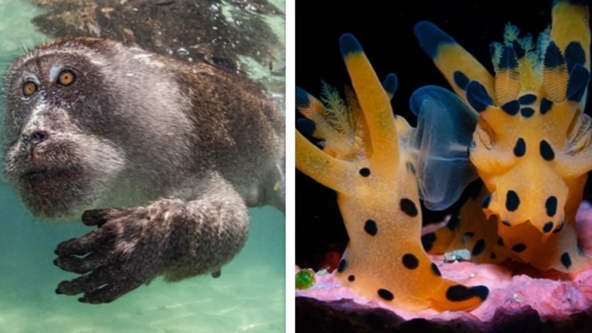 Découvrez les plus belles photos sous-marines de l'année qui ont remporté le concours Ocean Art