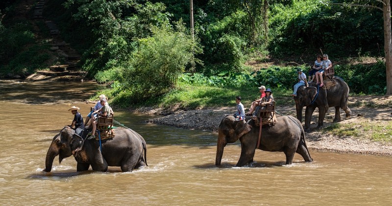 Malnutrition, capitivité... le sombre envers du décor des « éléphants à touristes » en Thaïlande