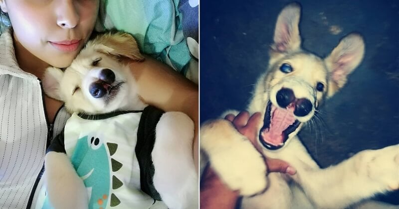 Ce chien victime d'une malformation et de cécité émeut les réseaux sociaux avec une joie de vivre incroyable